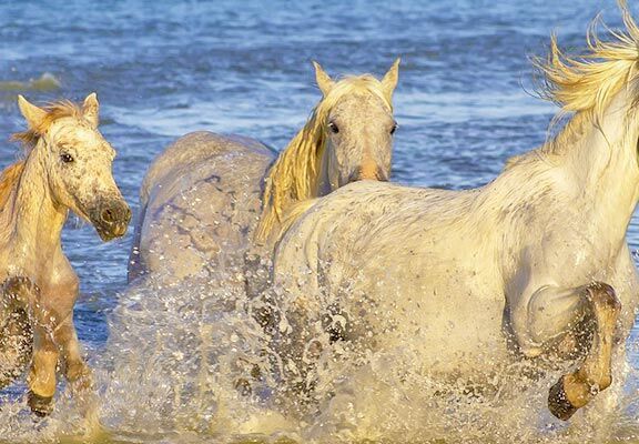 bandeau bouche du rhone